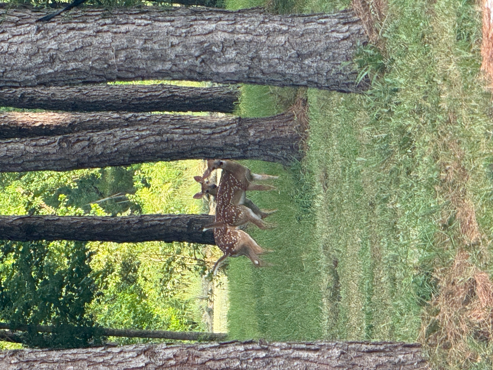 Deer among the trees